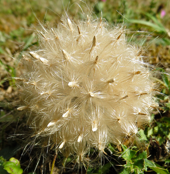 Cirsium3b