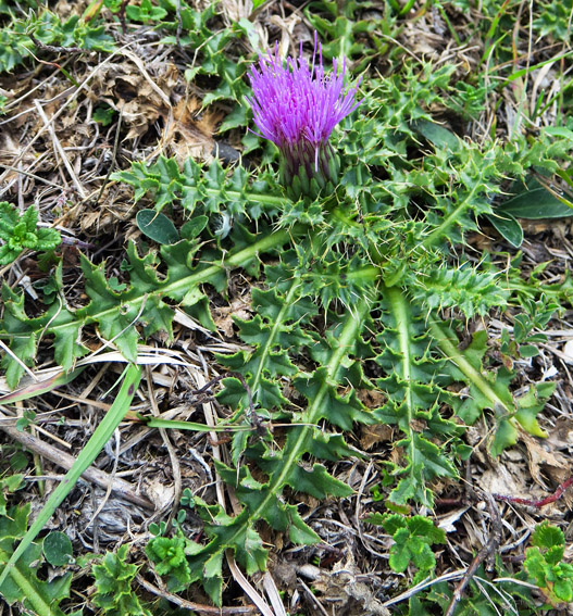 Cirsium4b