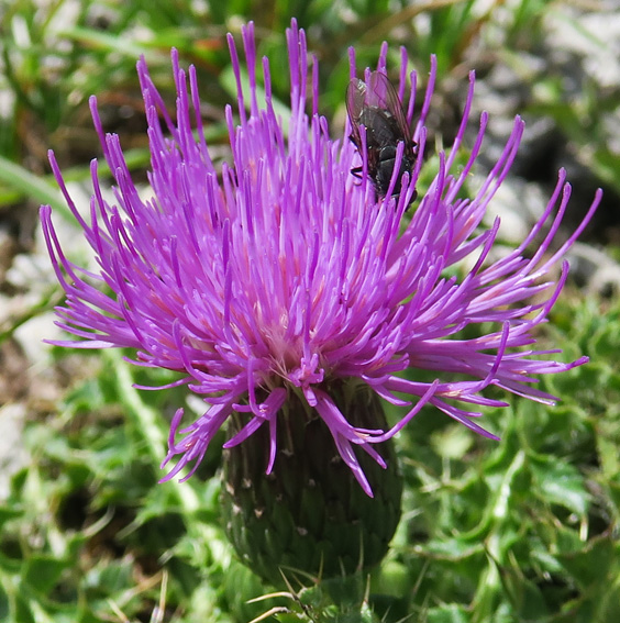 Cirsium4c