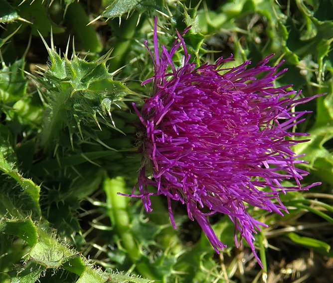 Cirsium2