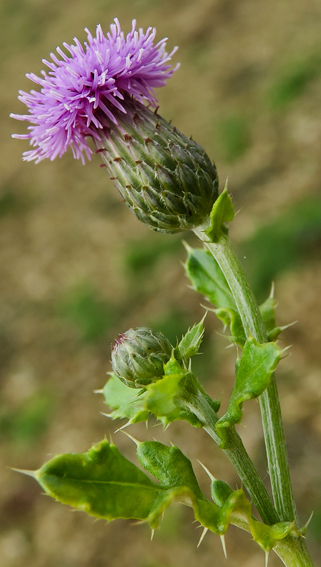 Cirsium9