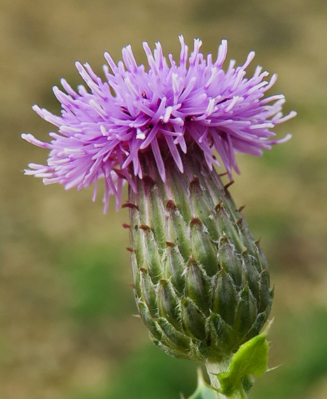 Cirsium10