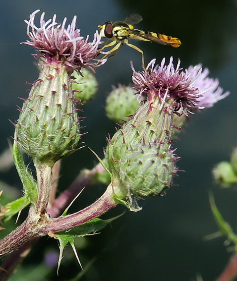 Cirsium10b3