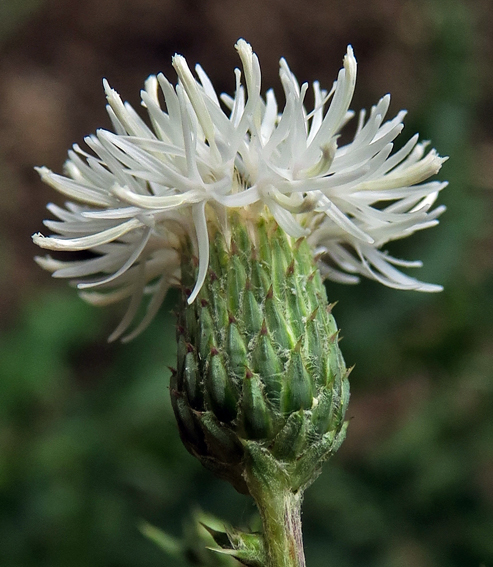 Cirsium10a0