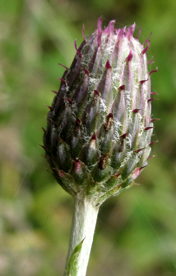 Cirsium16