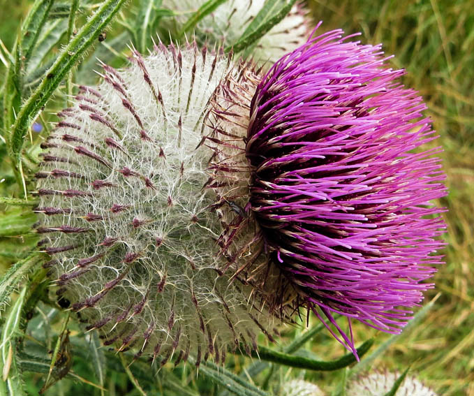 Cirsium7g