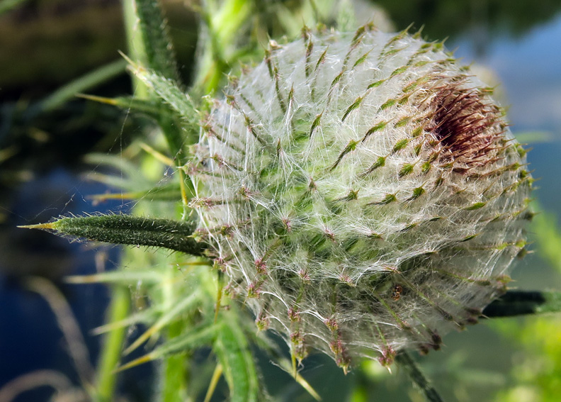 Cirsium6