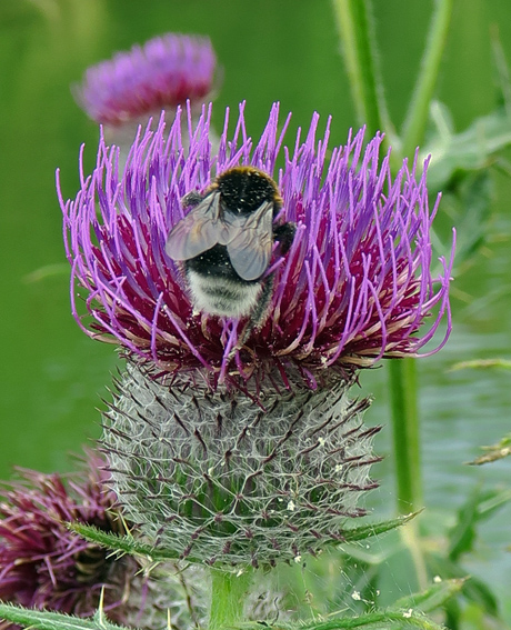 Cirsium7