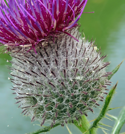 Cirsium7a