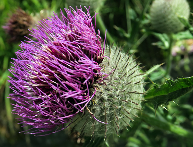 Cirsium7h