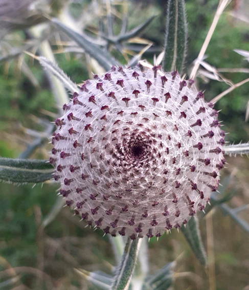 Cirsium5a