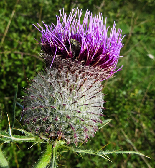 Cirsium7e