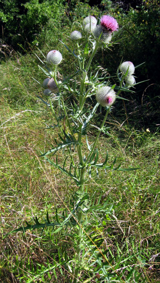 Cirsium5