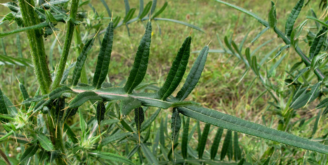 Cirsium7c