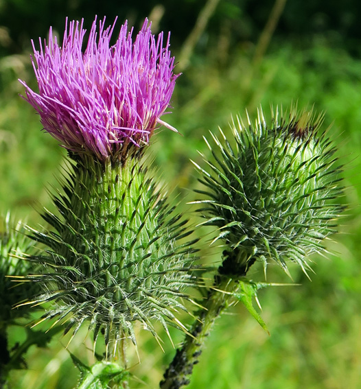 Cirsium12