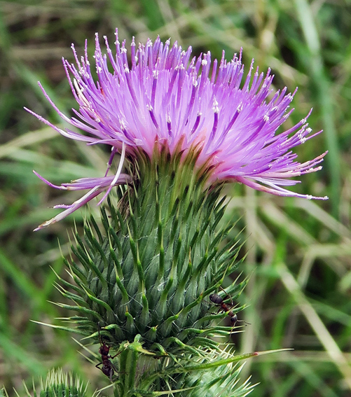 Cirsium12a