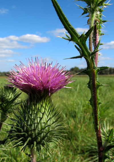 Cirsium10c