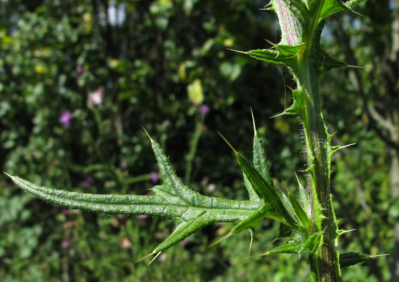 Cirsium10d