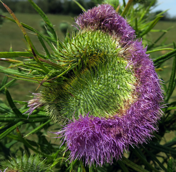 Cirsium14f