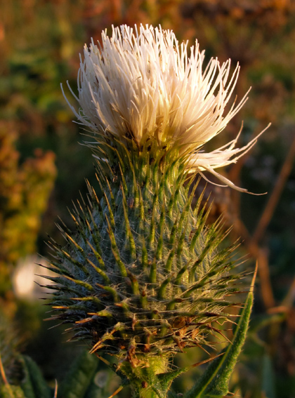 Cirsium14