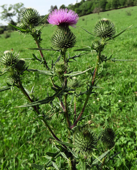 Cirsium14c