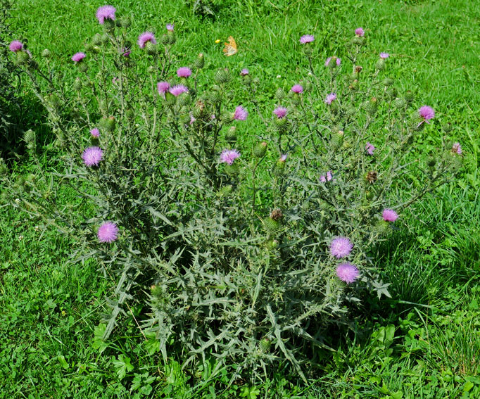 Cirsium14b