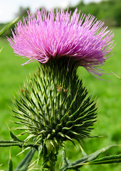 Cirsium14d