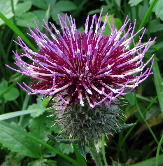 Cirsium18