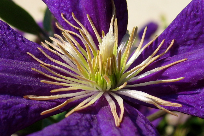 clematis6