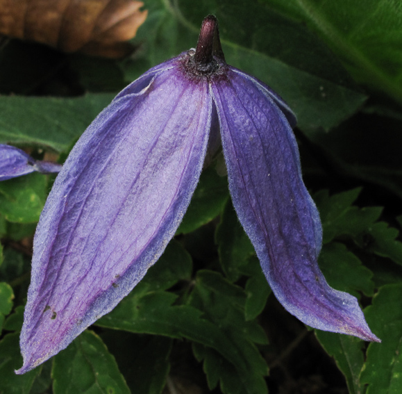 clematis4a02