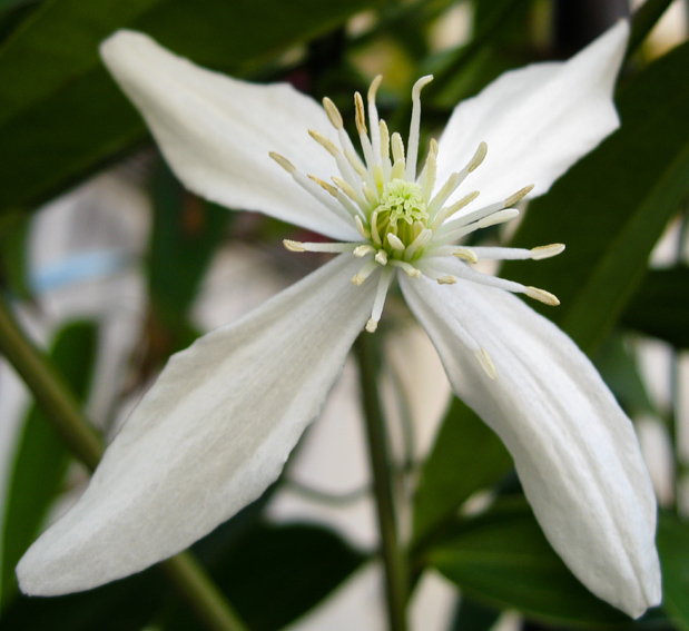 clematis4b