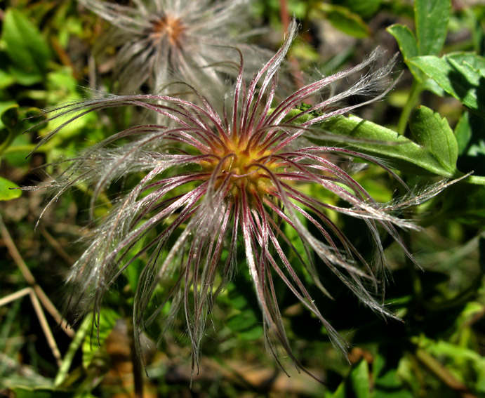 clematis10