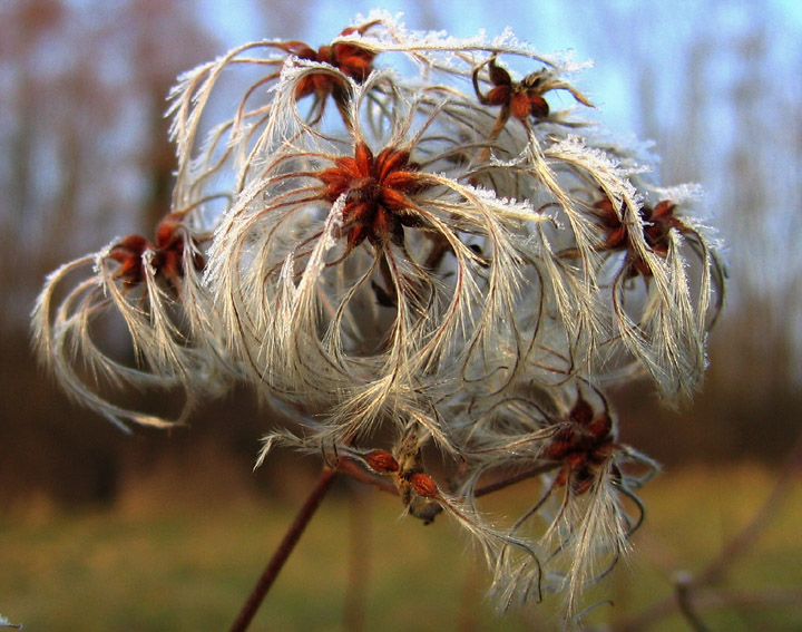 Clematis3