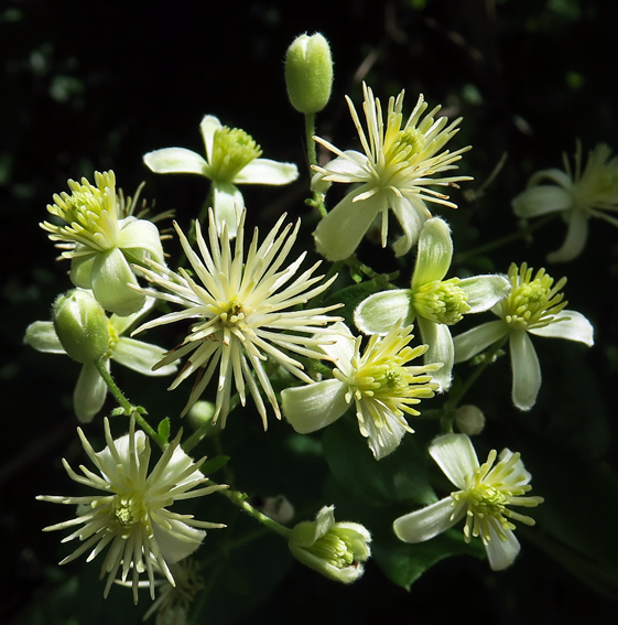 Clematis1a