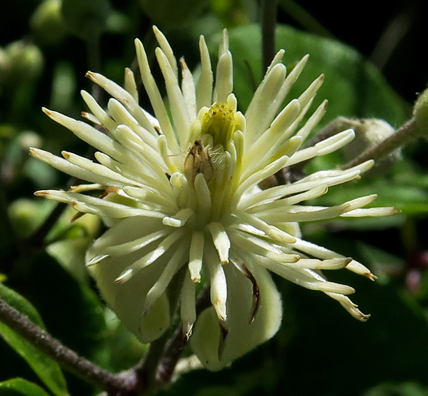 clematis2