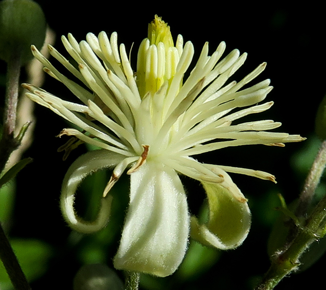 Clematis4a1