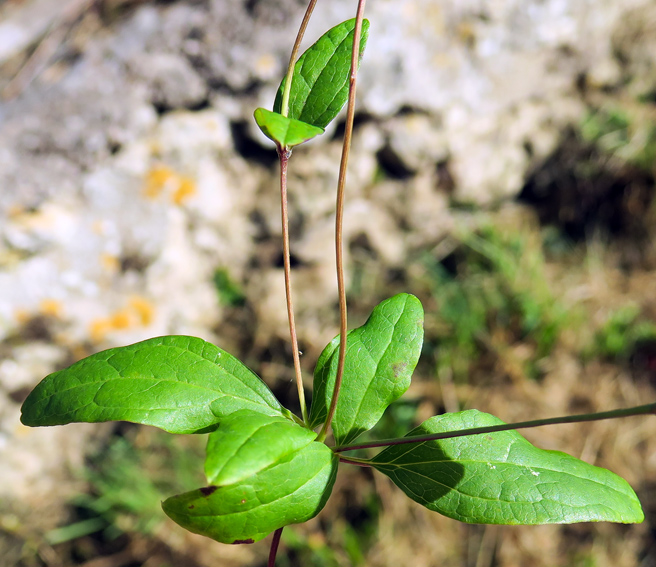 clematis11