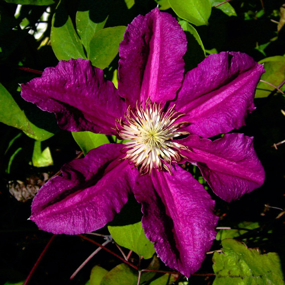 clematis5