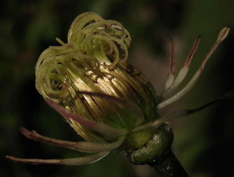 Clematis7