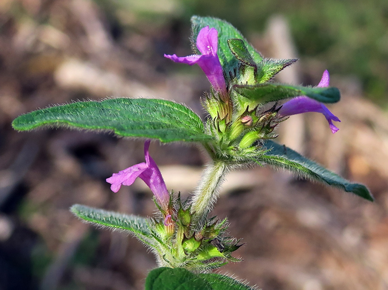 Clinopodium1