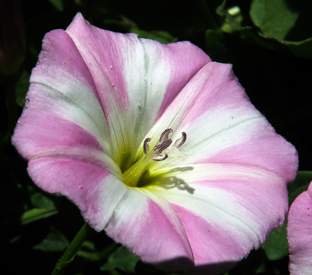 Convolvulus3