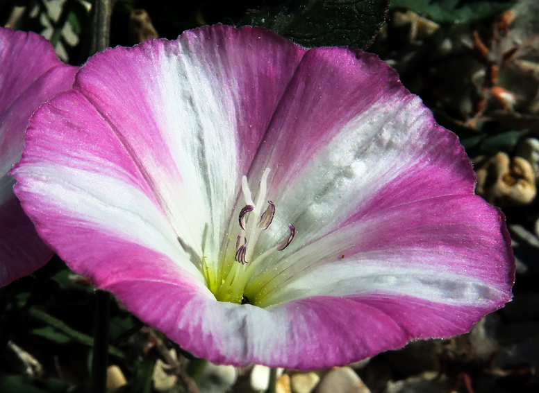 Convolvulus3b