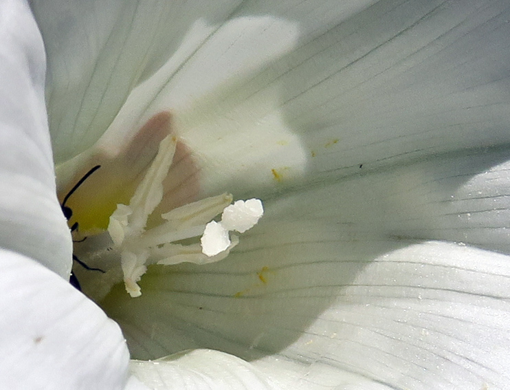 Calystegia4a