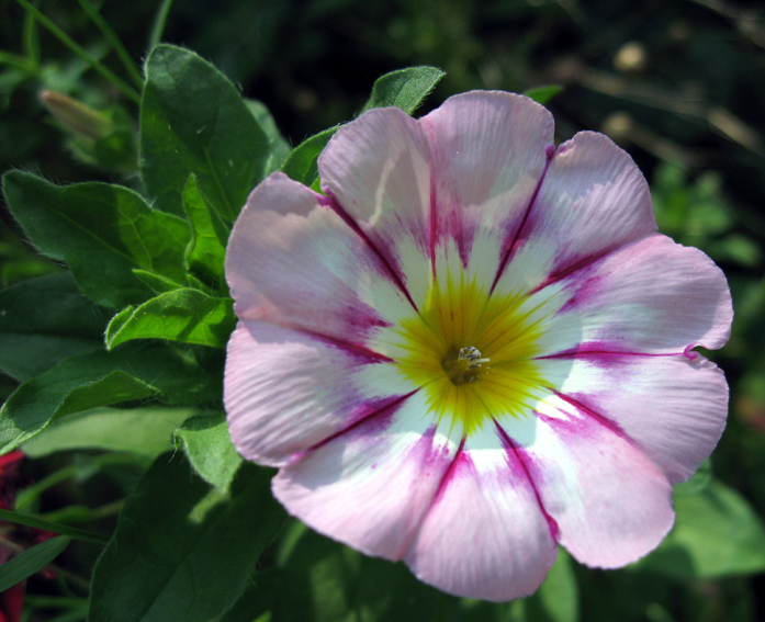 Convolvulus6