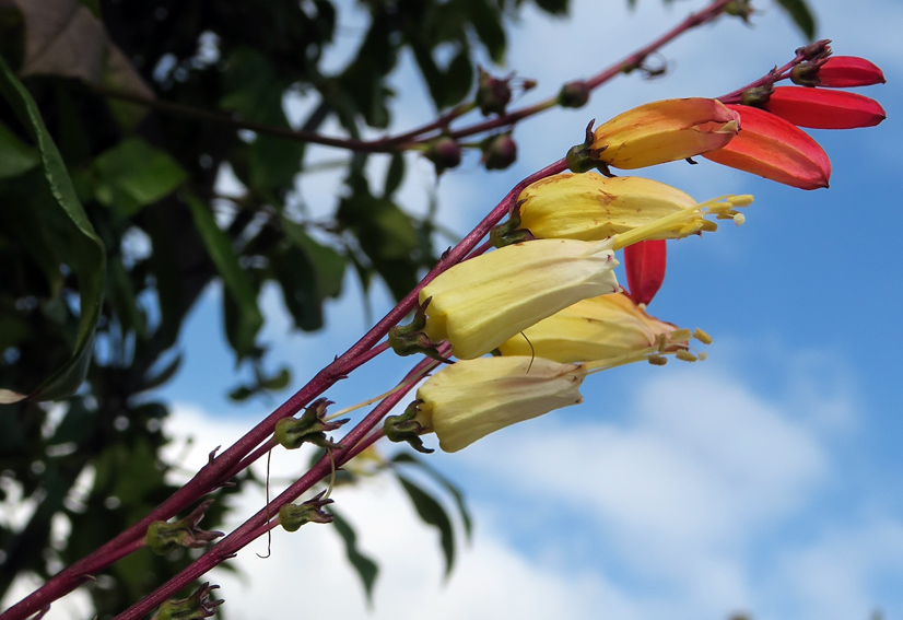 Ipomoea1