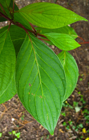 Cornus10