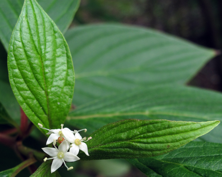 Cornus11