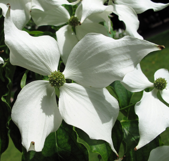 Cornus9