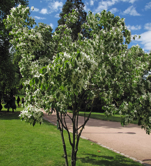 Cornus6