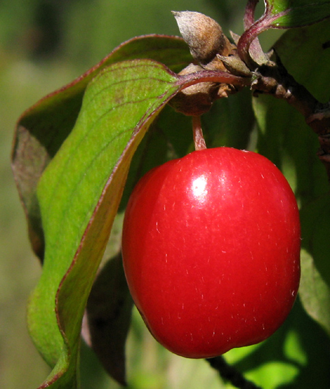 Cornus5